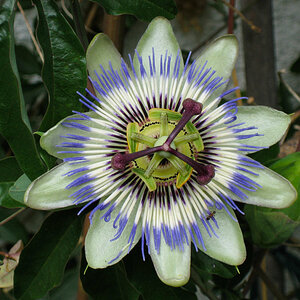 Passionsblüte 1B.jpg
