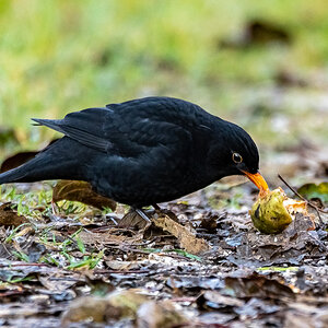 DSC_0907-2.jpg