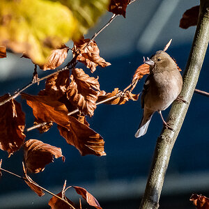 DSC_0384-2.jpg
