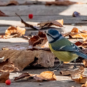 DSC_0381.jpg