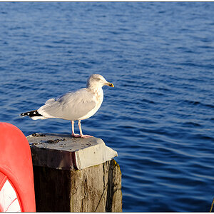 557 Kieler Möwe