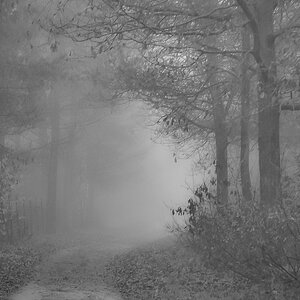 Nebelwege in der Heide.jpg