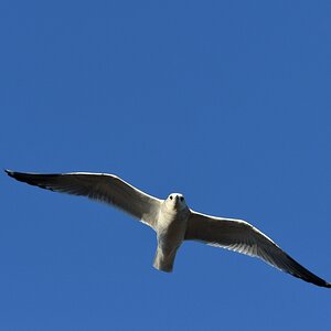 Möwe VI.jpg