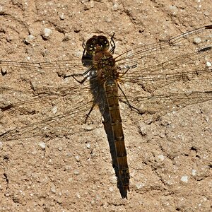 Heidelibelle (altes W.) nimmt Sonnenbad II.jpg