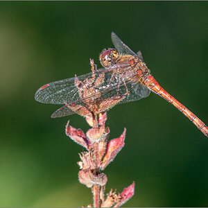 DSC_1646-2.jpg