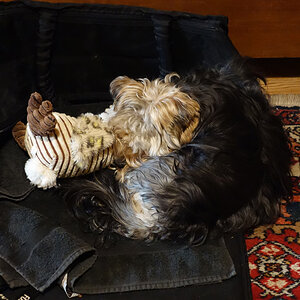 hund.jpg