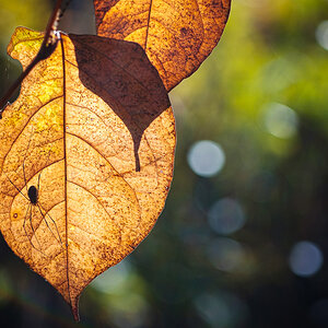 Herbstfarben-4802.jpg
