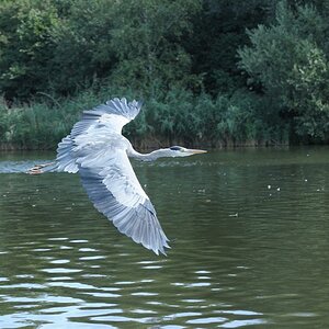Reiher 4