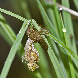 Schlüpfende Libelle