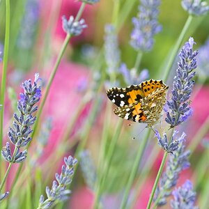 Schmetterling