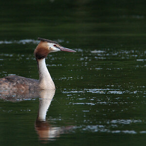 Ksatenweiher  ABI 4788 01. August 2009 004