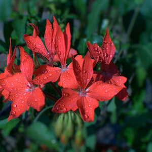 red1