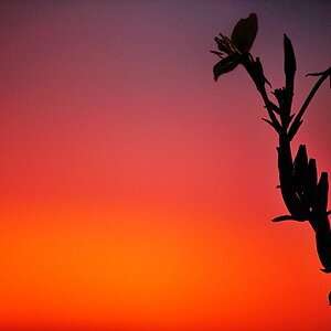 2009 07 18 Sonnenuntergangsquatsch mit Kran und Pluemchen bei Mirjam D7C 5144