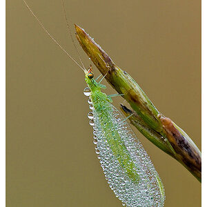 Florfliege web 3