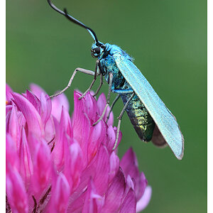 Gruenwidderchen auf Blume 3