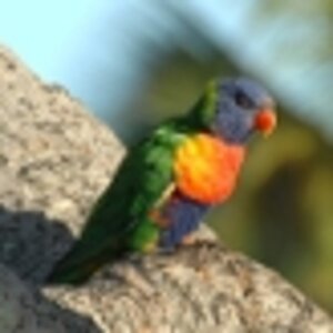 Townsville - Benutzerbild