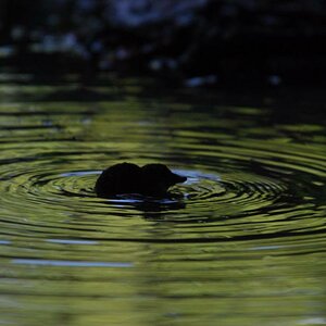 Wasserspitzmaus
