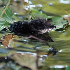 Wasserspitzmaus, nass