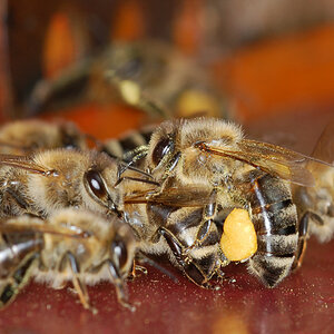 Bienen NFF 3