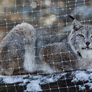 Luchs