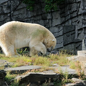 Ich bin nicht Knut