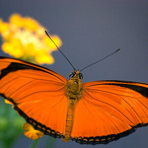 Schmetterling 1