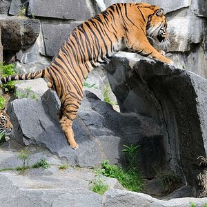 Kater auf der Flucht