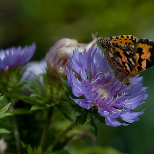 schmetterling 1