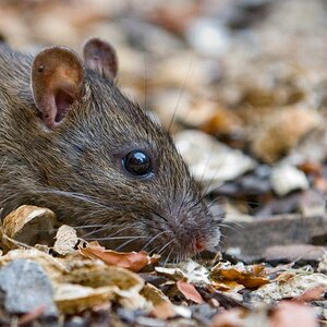 DSC 1395 Ratte01 profil 02 Kopie
Mehr Freiheit für das Rattenohr