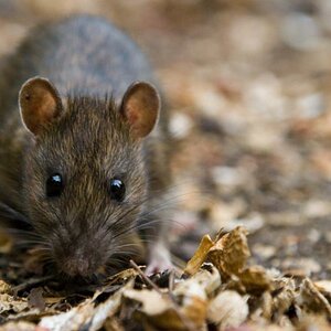 DSC 1399 Ratte02 portrait 01 Kopie