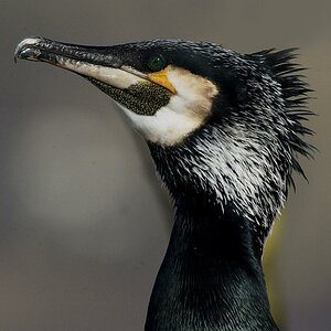 Kormoran