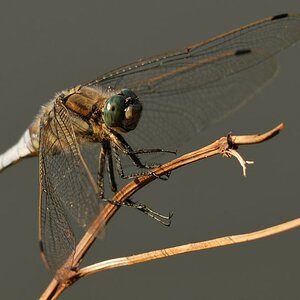 Libellenschooting 5
