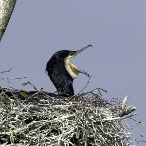 Kormoran 00