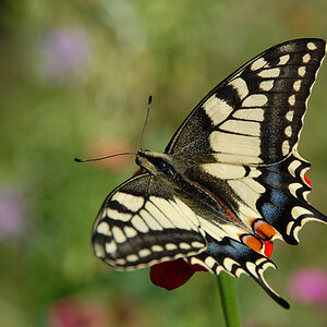schmetterling 08 2009
