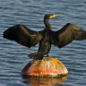 Kormoran 06