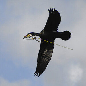 Kormoran 08