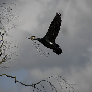 Kormoran 09
