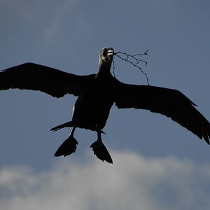 Kormoran 11