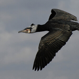 Kormoran 12