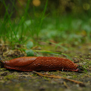 Rote Schnecke 1