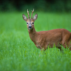 Bock
