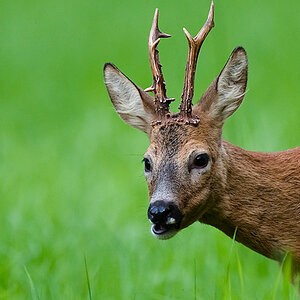 bock1