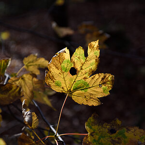 D810_1000x668_DSC7200.jpg
