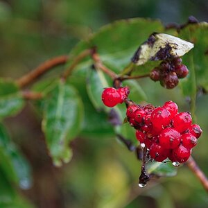 Beeren