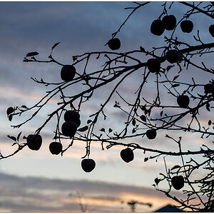 561 Fotospaziergang - Apfelbaum