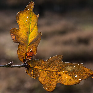 Herbstwinkel (1 von 1).JPG