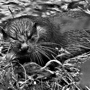 Otter beim schmatzen.jpg