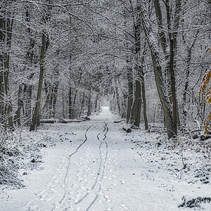 im_wald_01_12_2020.jpg