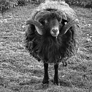 Ouessant-Schaf 1.jpg