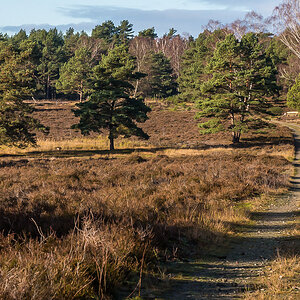 Novemberheide (1 von 1).JPG